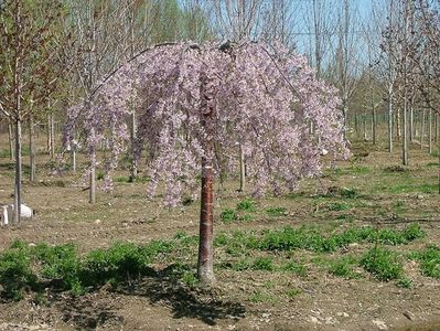 Copacul Weeping Cherry seminte; Weeping Cherry Tree - 2 seminte -  3 RON
