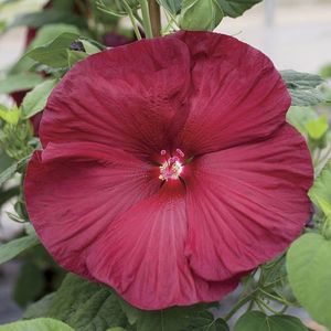 Hibiscus Honeymoon Rosu inchis (grena) de gradina 1 seminta - 3 RON; Este un Hibiscus de gradina care rezista si la noi in tara. Florile ajung pina la 20 cm latime! Familia: Hibiscus Specia: moscheutos Varietate: Luna de miere roșu intens Zona: 5 - 8
