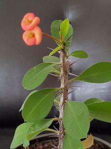 Euphorbia milli; Pui
