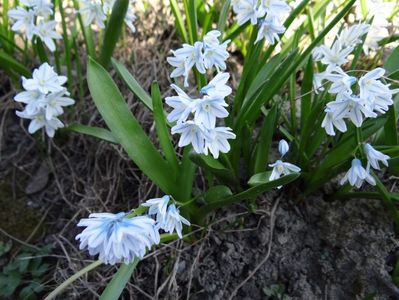 dar ghioceii s-au dus insa troienele de zapada