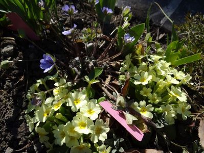 hepatica si primula