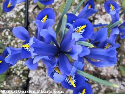 iris reticulata harmony; anthesis
