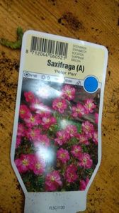 saxifraga arendsii peter pan; soare-semiumbra, sol umed, roz deschis rosu, max 15 cm, april-iun, 10 ron
