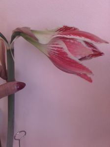amarilis rosu cu alb 2017