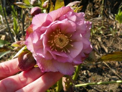 helleborus Double Ellen Pink