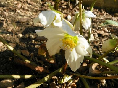 helleborus niger