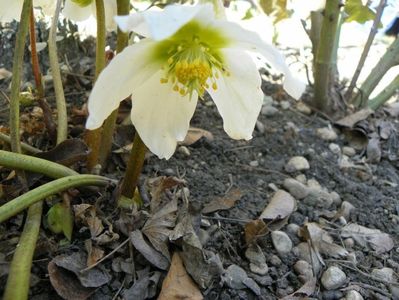 helleborus niger