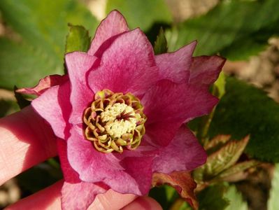 helleborus Double Crown Rose