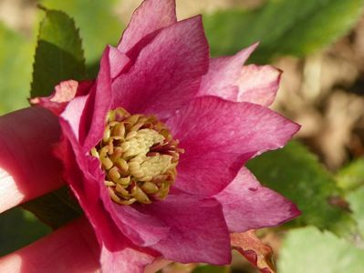 helleborus Double Crown Rose