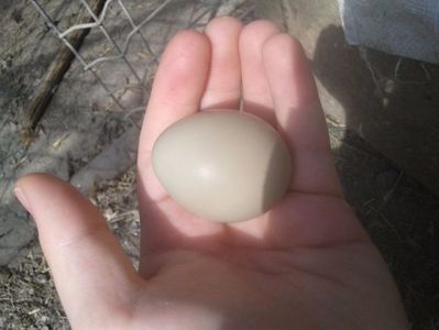 Primul ou pe data de 27 martie