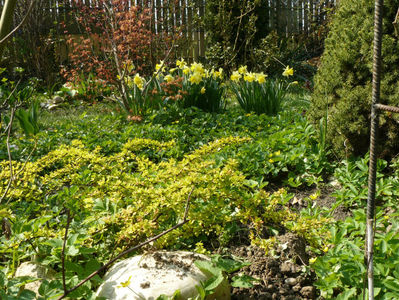 Berberis gold