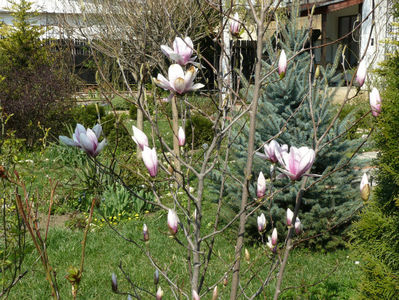 Magnolia soulangeana Alexandrina