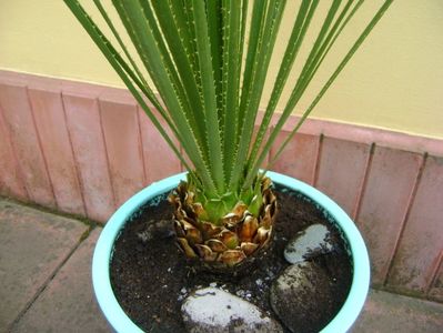 Dasylirion serratifolium, detaliu; Planta din familia agavaceae, originara din Mexic. I se mai spune Desert  spoon sau Sandpaper Sotol, Iarba mexicana sau Iarba motata
