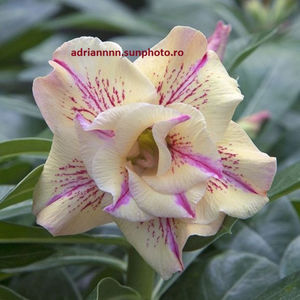 Adenium White Rose