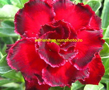 Adenium 'Rosemarie' Dark Red