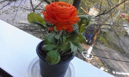 Ranunculus (Piciorul cocosului)