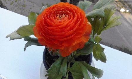 Ranunculus (Piciorul cocosului)