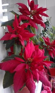 Poinsettia