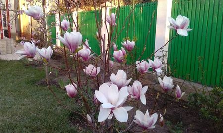 Magnolia soulangeana