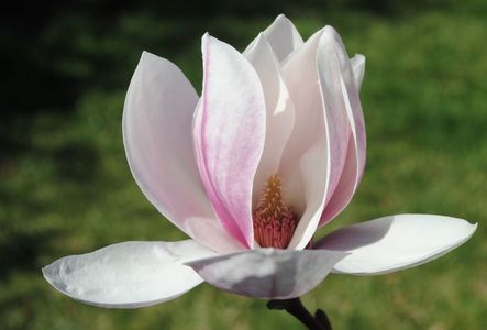 Magnolia soulangeana