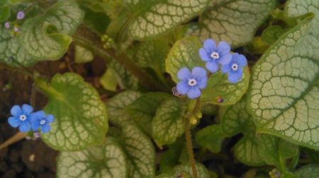 brunnera jack frost