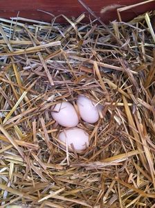 02-04 -2017 avem deja 3 oua depuse in aceias cuib de anu trecut
