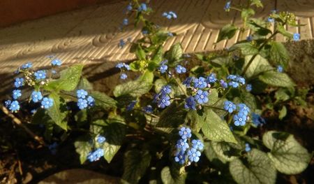 brunnera jack frost