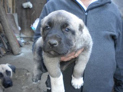 Pui kangal 38 zile