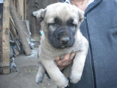 Pui kangal 38 zile