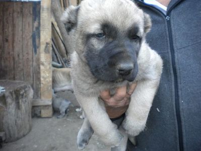 Pui kangal 38 zile