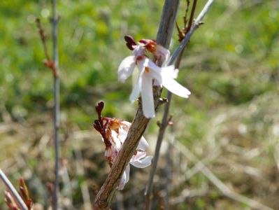 abeliophyllum distichum - primele floricele in 3 ani