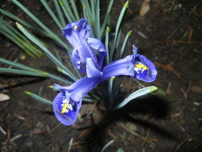Iris reticulata Blue (2017, March 06)