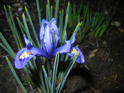Iris reticulata Blue (2017, March 06)