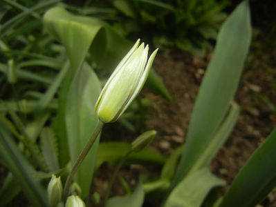 Tulipa Turkestanica (2017, March 25)