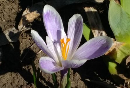 crocus king of the striped