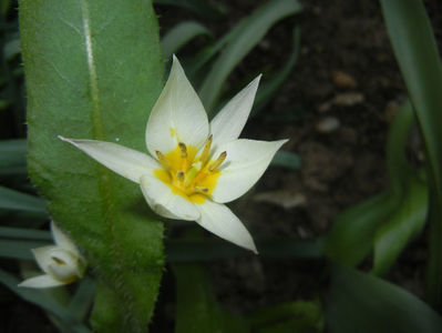 Tulipa Turkestanica (2017, March 31)