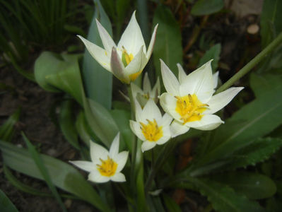 Tulipa Turkestanica (2017, March 31)