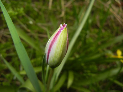 Tulipa Persian Pearl (2017, March 25)