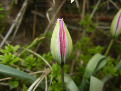 Tulipa Persian Pearl (2017, March 25)