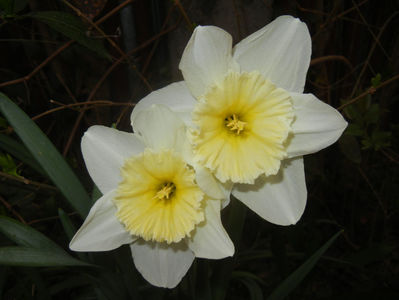 Narcissus Ice Follies (2017, March 25)