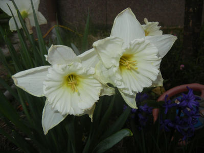 Narcissus Ice Follies (2017, March 31)