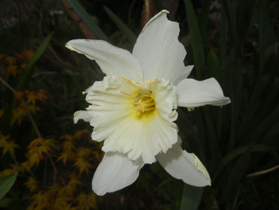 Narcissus Ice Follies (2017, March 31)