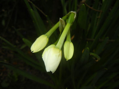 Narcissus Geranium (2017, March 25)