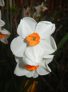 Narcissus Geranium (2017, March 31)