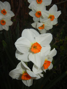 Narcissus Geranium (2017, March 31)