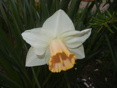 Narcissus Salome (2017, March 31)