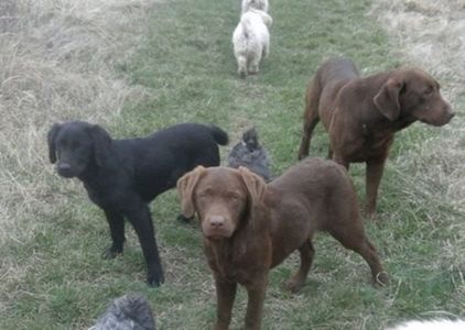 Labrador Retriever; Zara mama ,Zari masc cioc,Zita fem negru.
