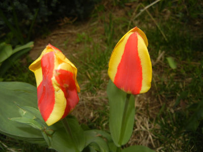 Tulipa Stresa (2017, March 25)