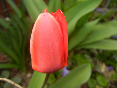 Tulipa Showwinner (2017, March 25)