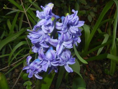 Hyacinth Isabelle (2017, March 31)